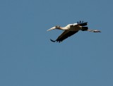 Wood Stork - In Flight