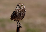 Burrowing Owl