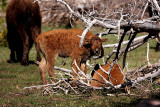 Baby Bison