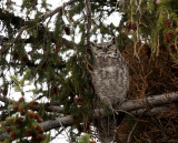 Momma Resting Nearby - this bird is 2 feet tall