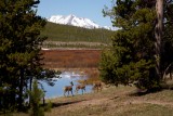 Mule Deer