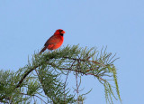 Northern Cardinal - On Top of the World