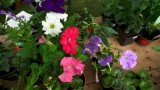 Great blooms