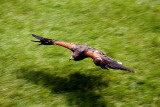 Flight of the Raptor