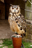 India Owl