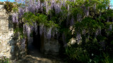 Wisteria Mantle