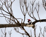 Seldom Seen Red Headed Woodpecker