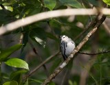 Black and White Warbler