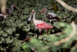 Roseate Spoonbill