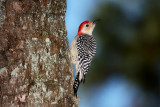 Red Bellied Woodpecker