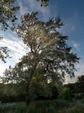 Bills Tree at Sunset