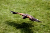 Raptor in Flight