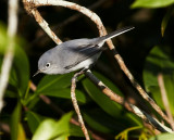 Bluegrey Gnatcatcher