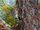 Red Bellied Woodpecker