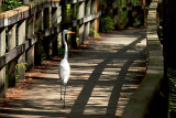 Strolling on the Boardwalk