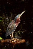 Green Heron in the Everglades
