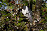 Black Crowned Night Heron - snoozing, sort of...