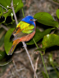 Painted Bunting