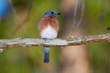 Eastern Bluebird