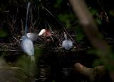 Wading Birds