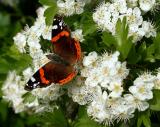 Red Admiral