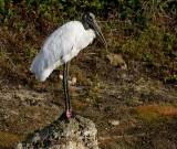 Wood Stork - Taking a Break