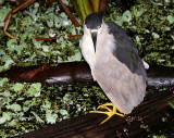 Black Crowned Night Heron