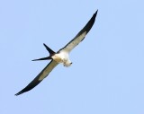 Scissor Tailed Kite - With an Itch