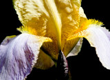 Iris 1