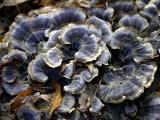 fungi blues