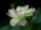 The Day of the Lotus 046