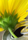 Sunflower in Can 5 7 copy.jpg