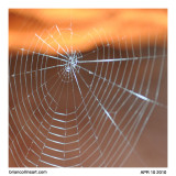 spider web