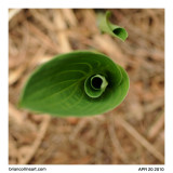 Hosta #1