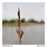 grass along Platte