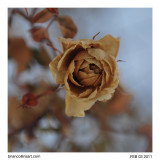 winter Rose