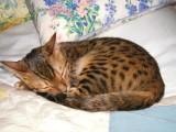 Jasper, my daughters Bengal grrrrrr!