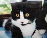 teddy as a kitten