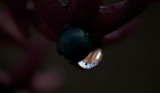 droplet
