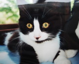 teddy as a kitten