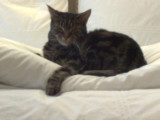 phoebe