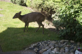 DSC_0395.jpg-deer