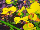 Winter Violas