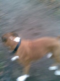 jake