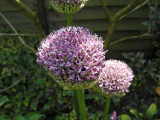 Allium