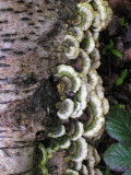 fungii