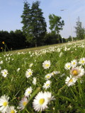 daisy