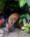 fox cub