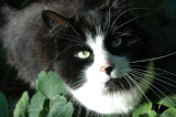 teddy.in the garden this morning