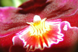 orchid